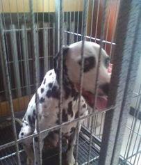 101斑点狗 第一季,忠诚与冒险的温馨之旅  第3张